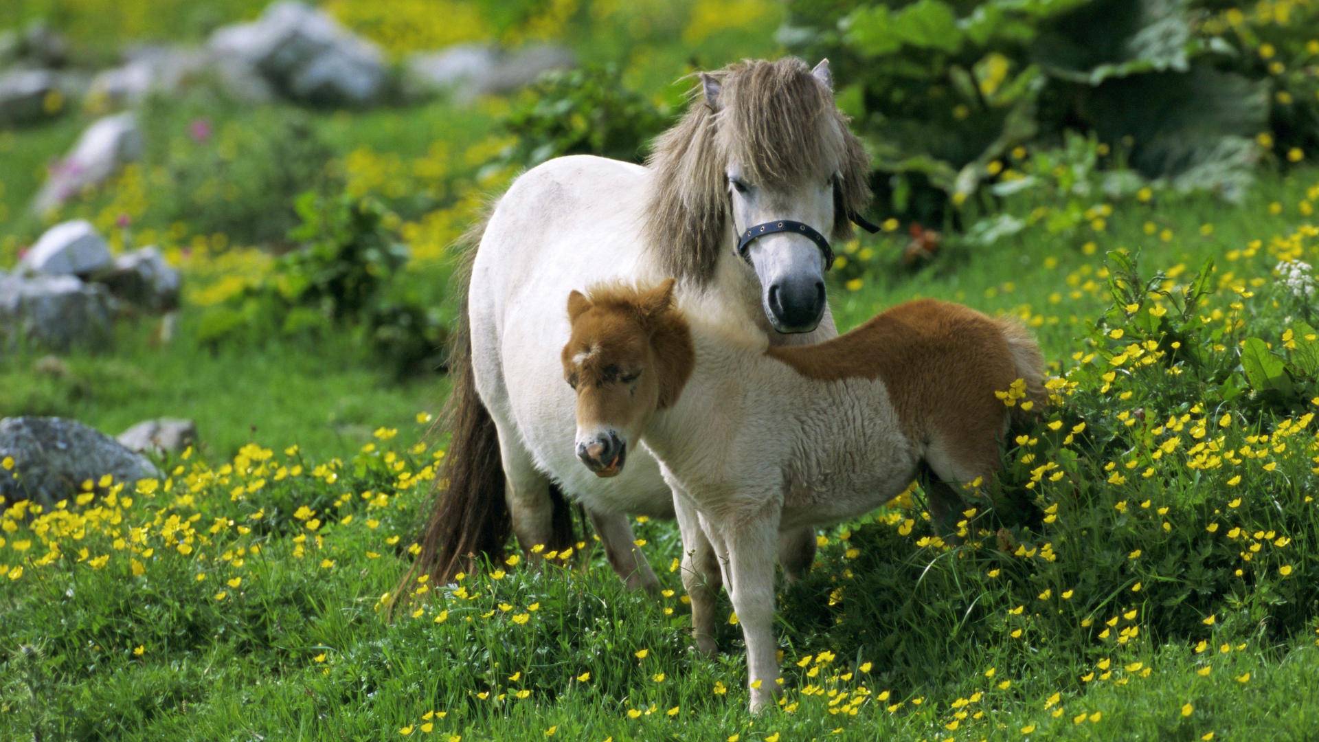 Cute Horse Cub