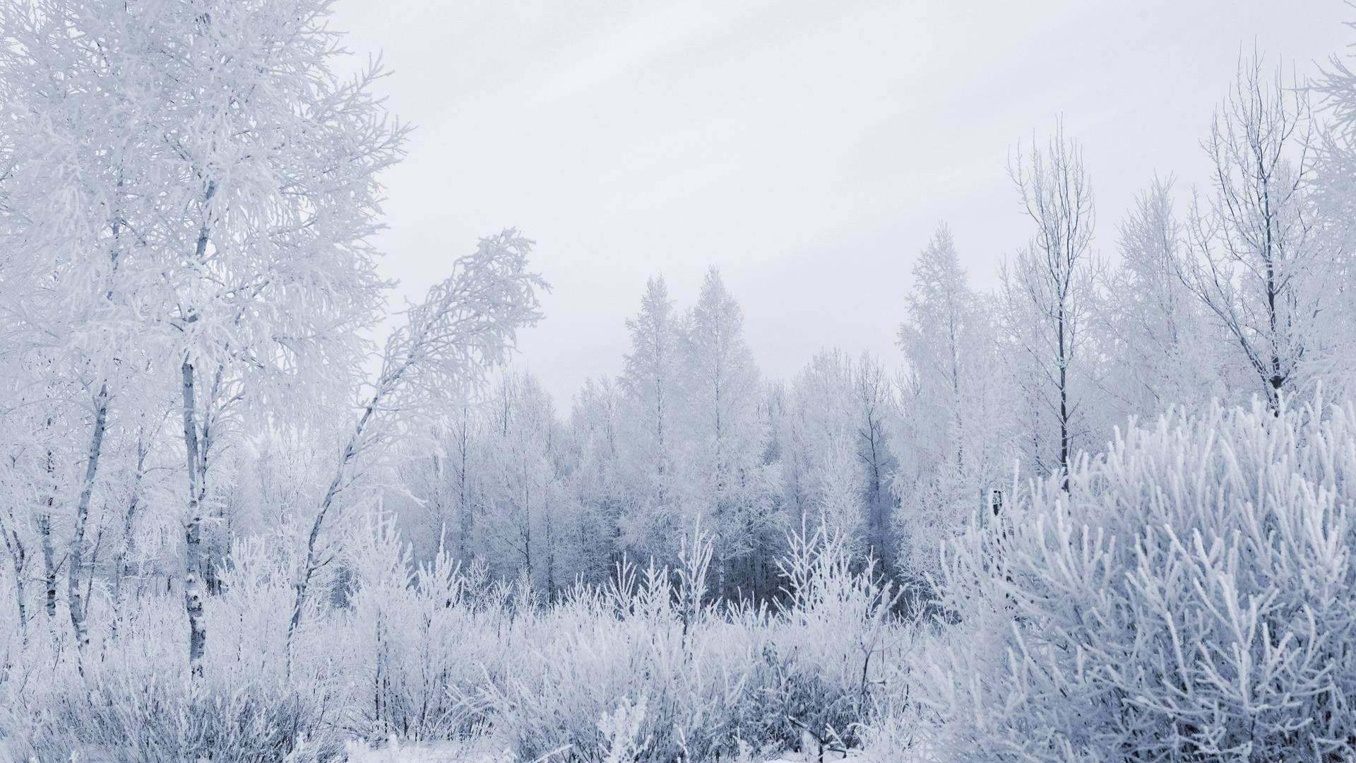 Snowy Forest Wallpaper, Landscapes Nature Winter Snow Forest Land
