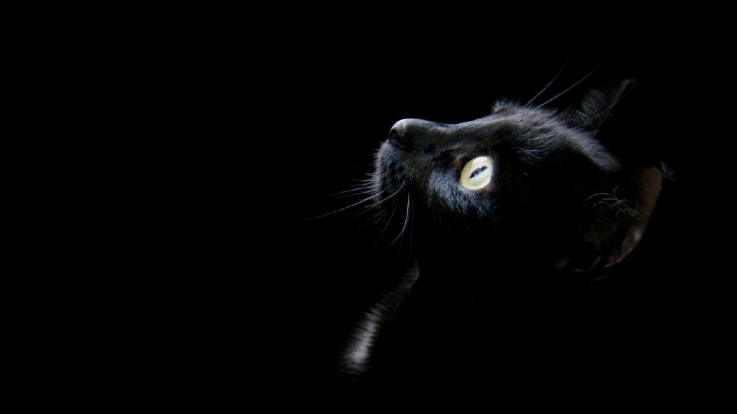 black cat background wallpaper