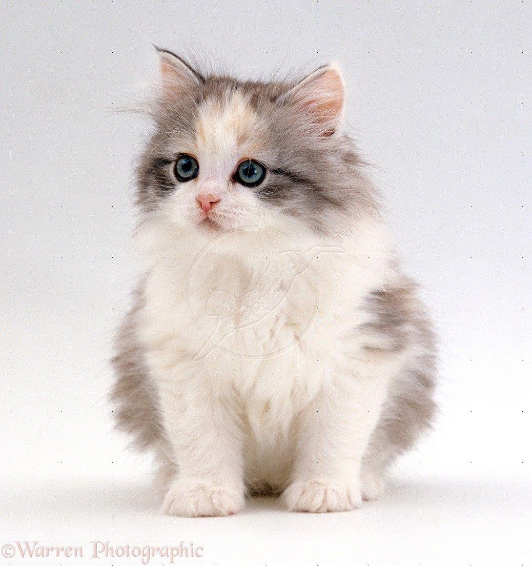 Fluffy Siamese Kitten. Angora Cat
