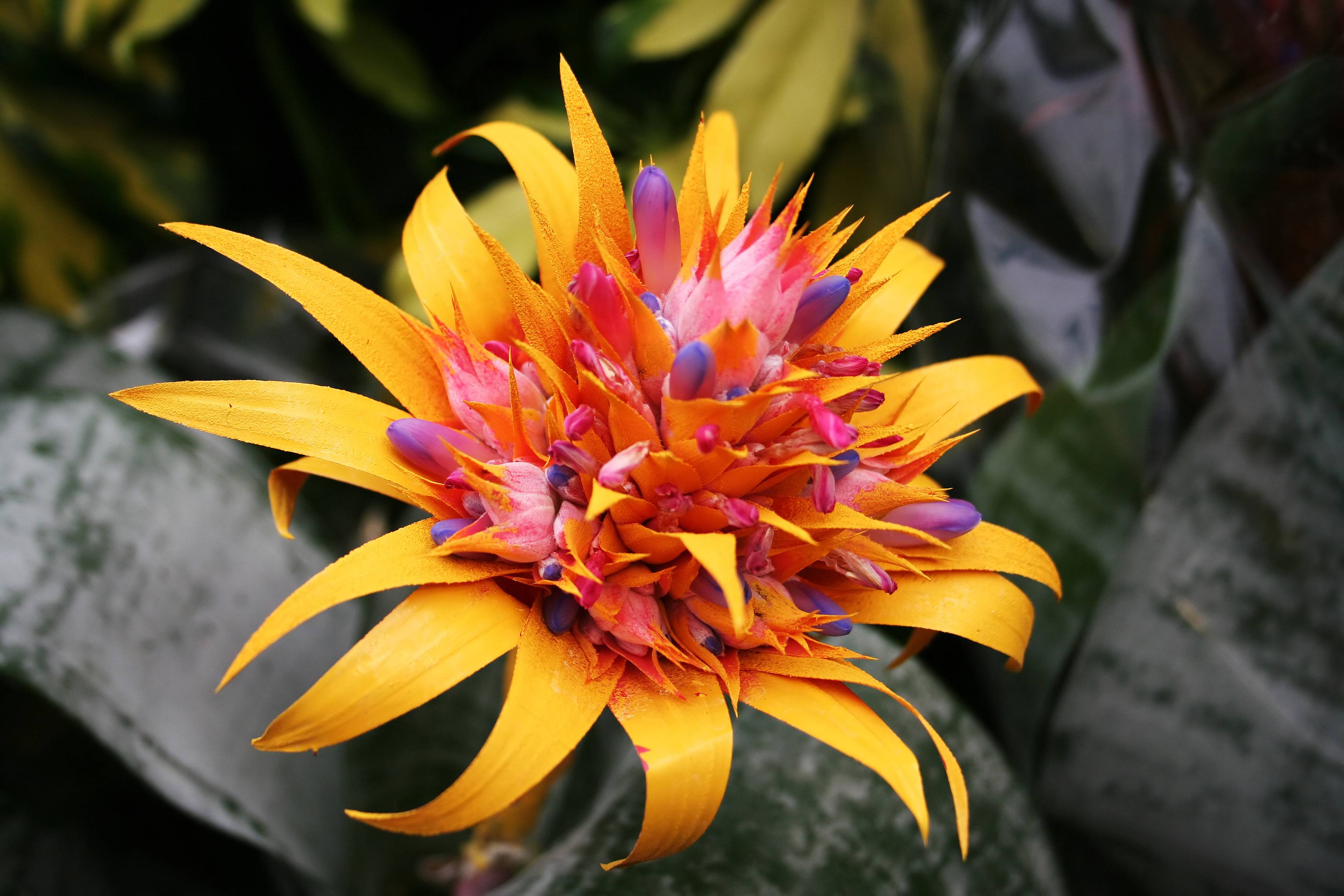 Exotic Flower Wallpapers Wallpaper Cave