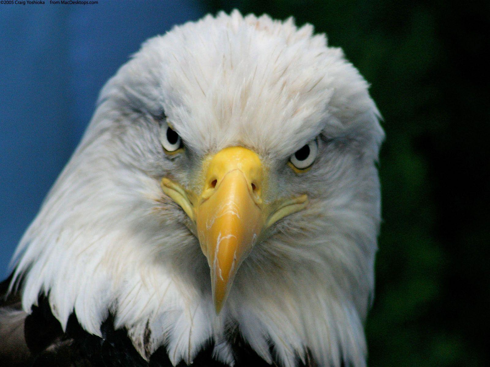 The Face Of Bald Eagle Wallpaper 2724 High Resolution. download