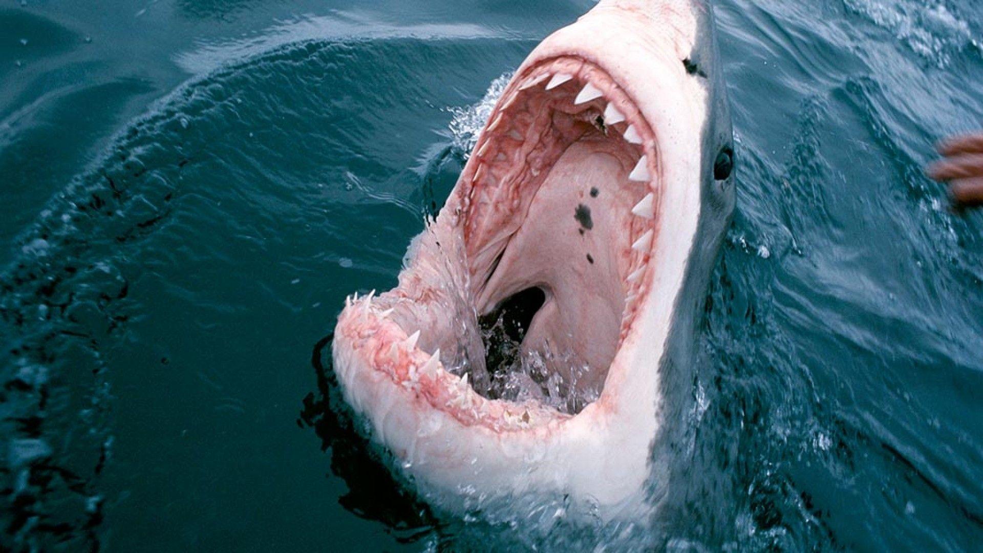 Great White Shark Mouth wallpaper