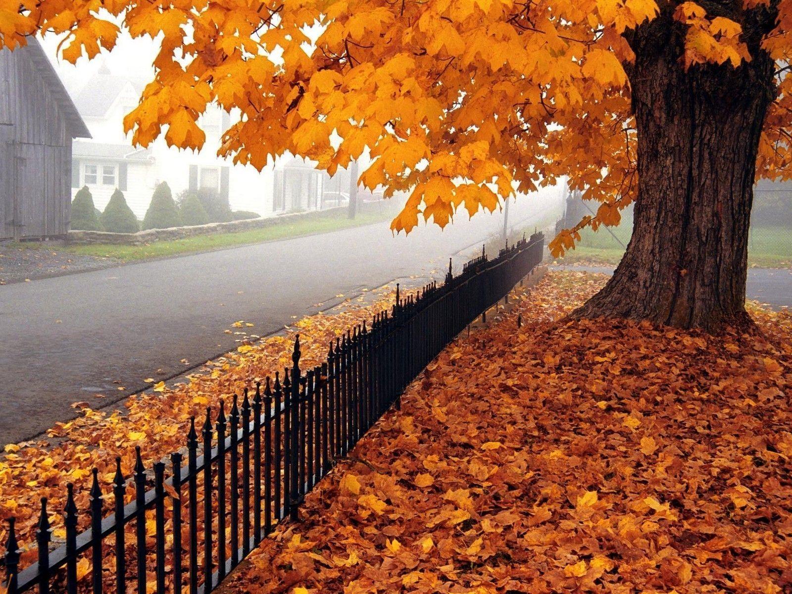 Wallpaper For > Fall Maple Leaves Wallpaper