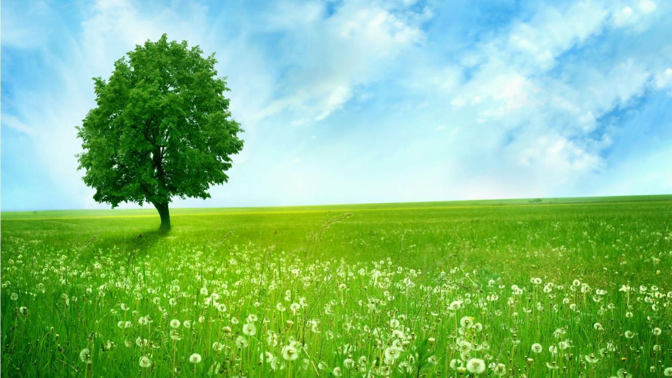 green nature wallpaper HD for desktop free download