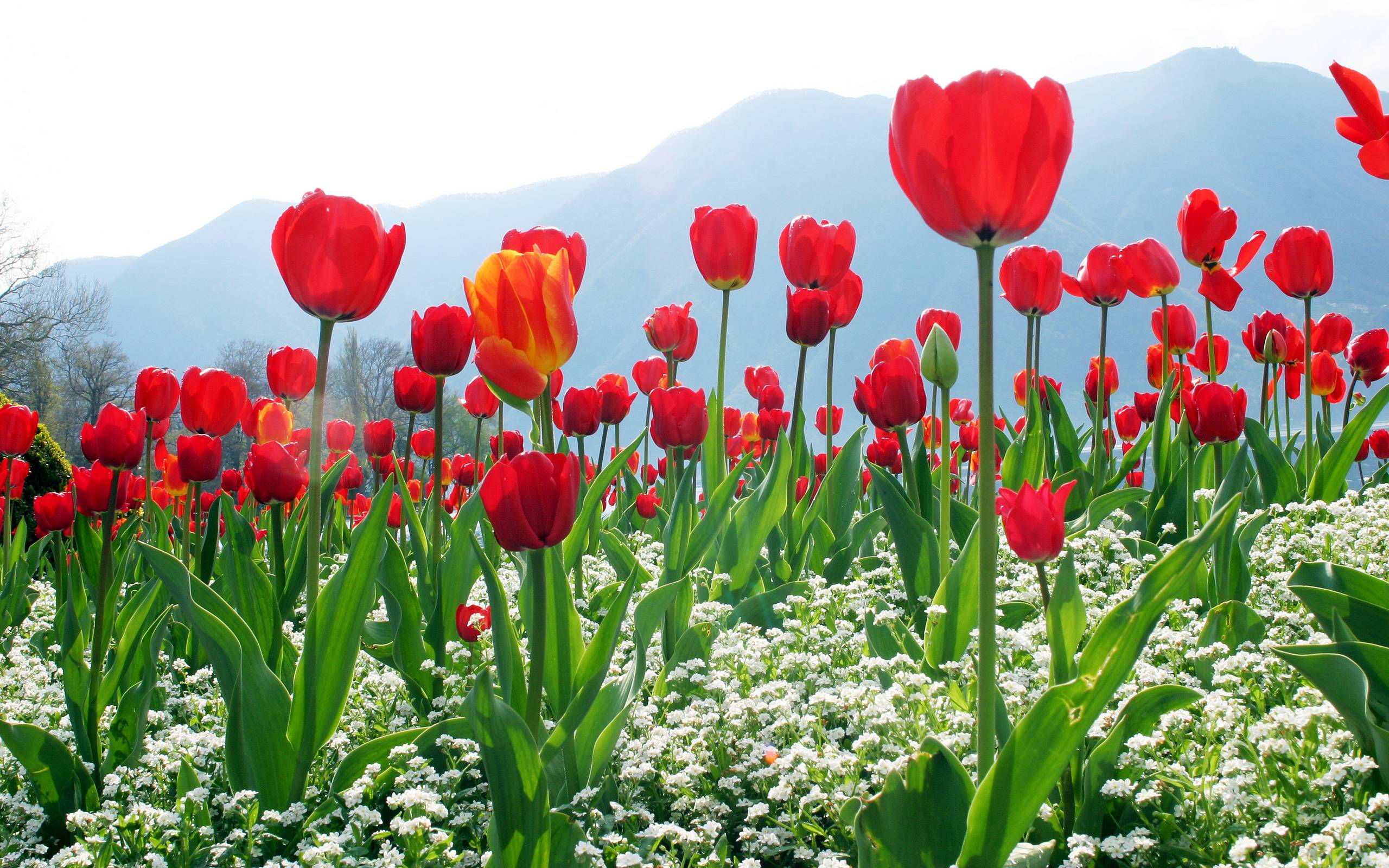 Mother&;s day beautiful flower tulips Wallpaper