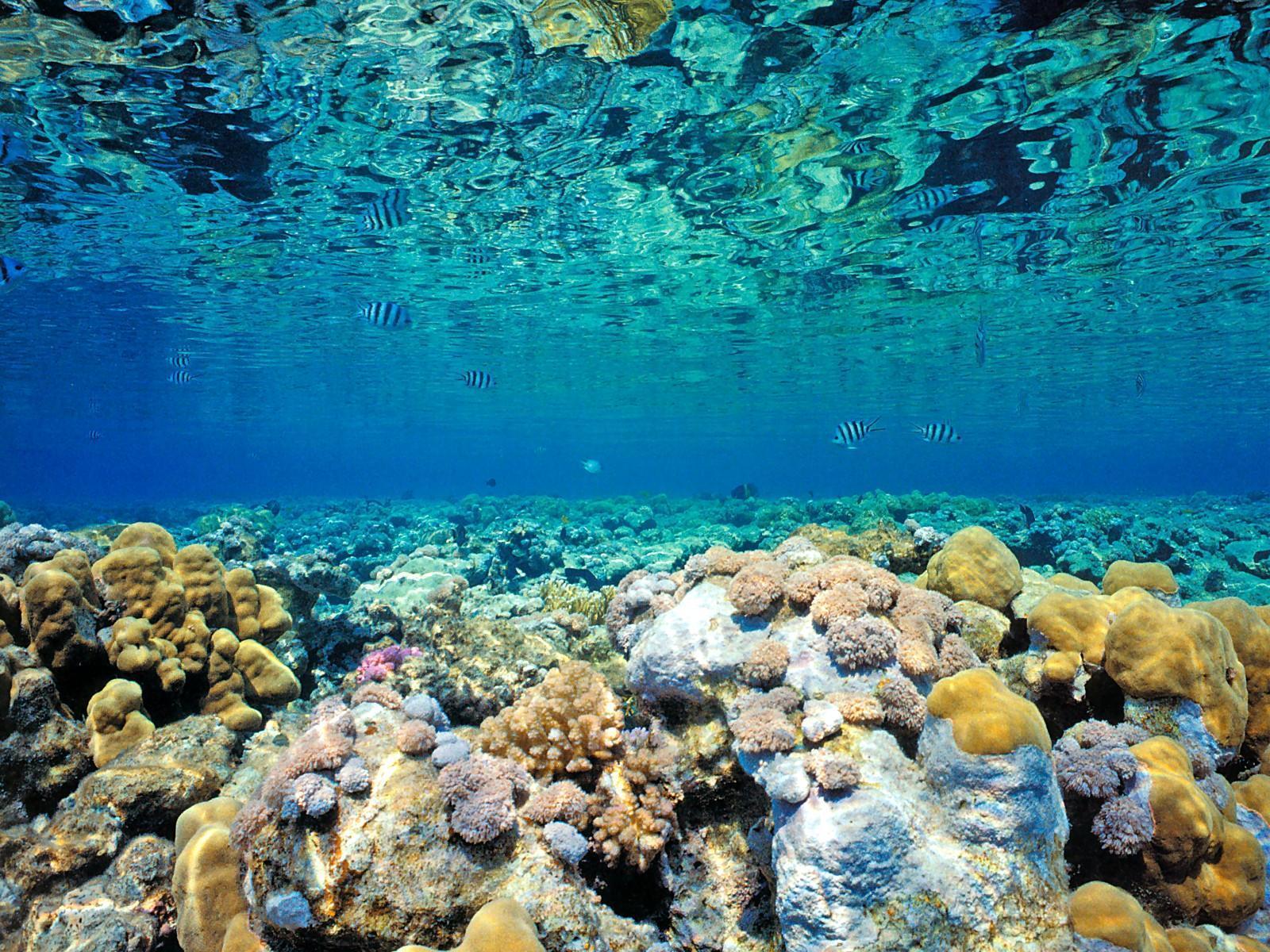 Under Water Coral Reef Wallpaper