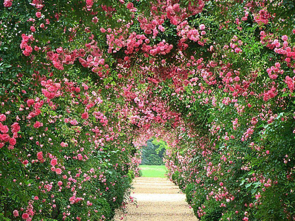 rose garden wallpaper desktop HD