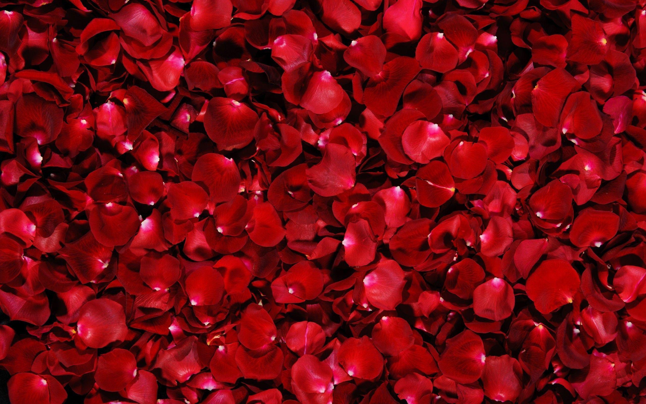 Rose Petals Wallpaper HD wallpaper search