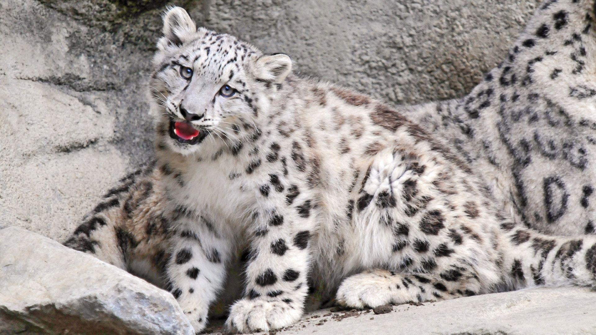 Snow Leopard Wallpaper HD Picture 4 HD Wallpaper. Hdimges