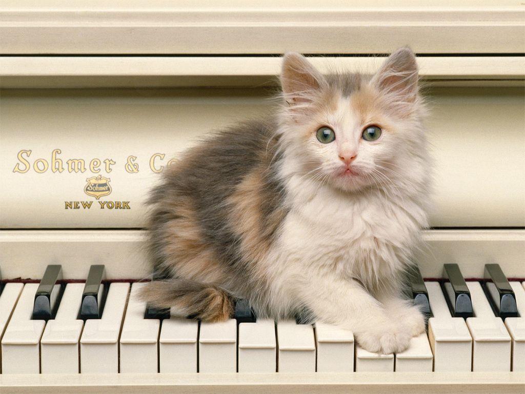 Download Cat On Piano Wallpaper. Full HD Wallpaper