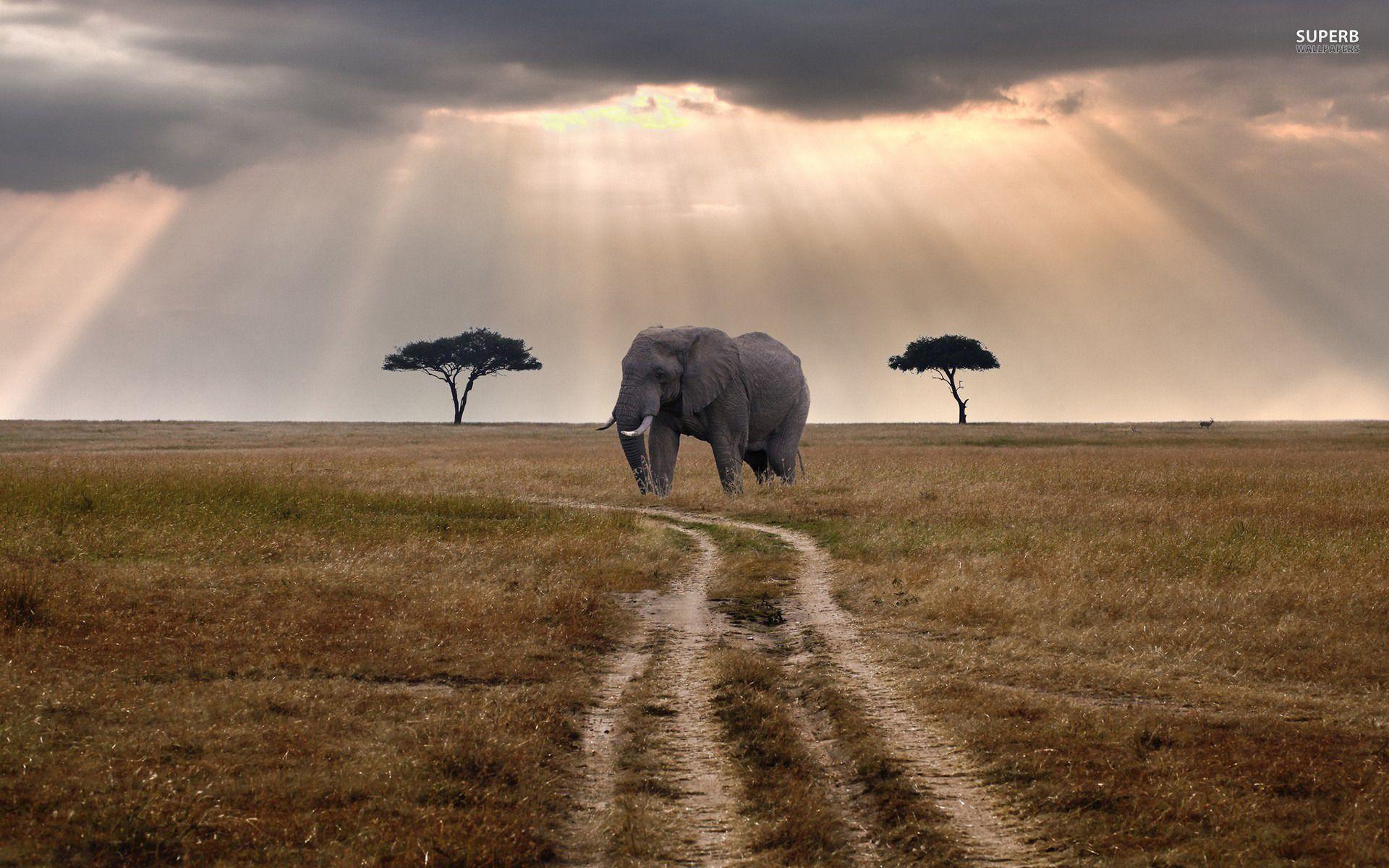 African elephant wallpaper wallpaper - #