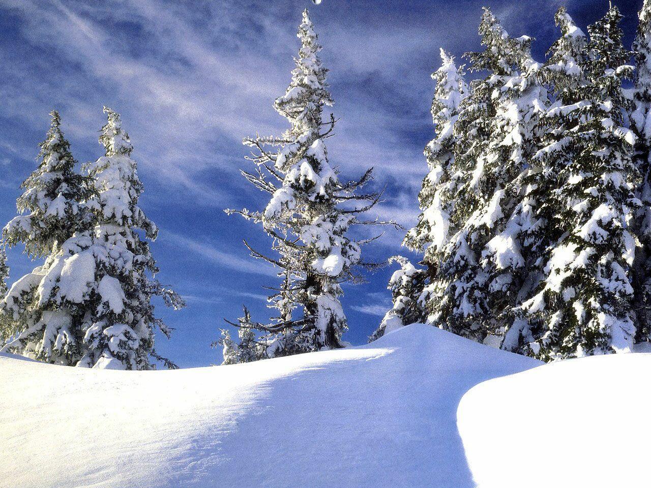 Snowy pines free desktop background wallpaper image