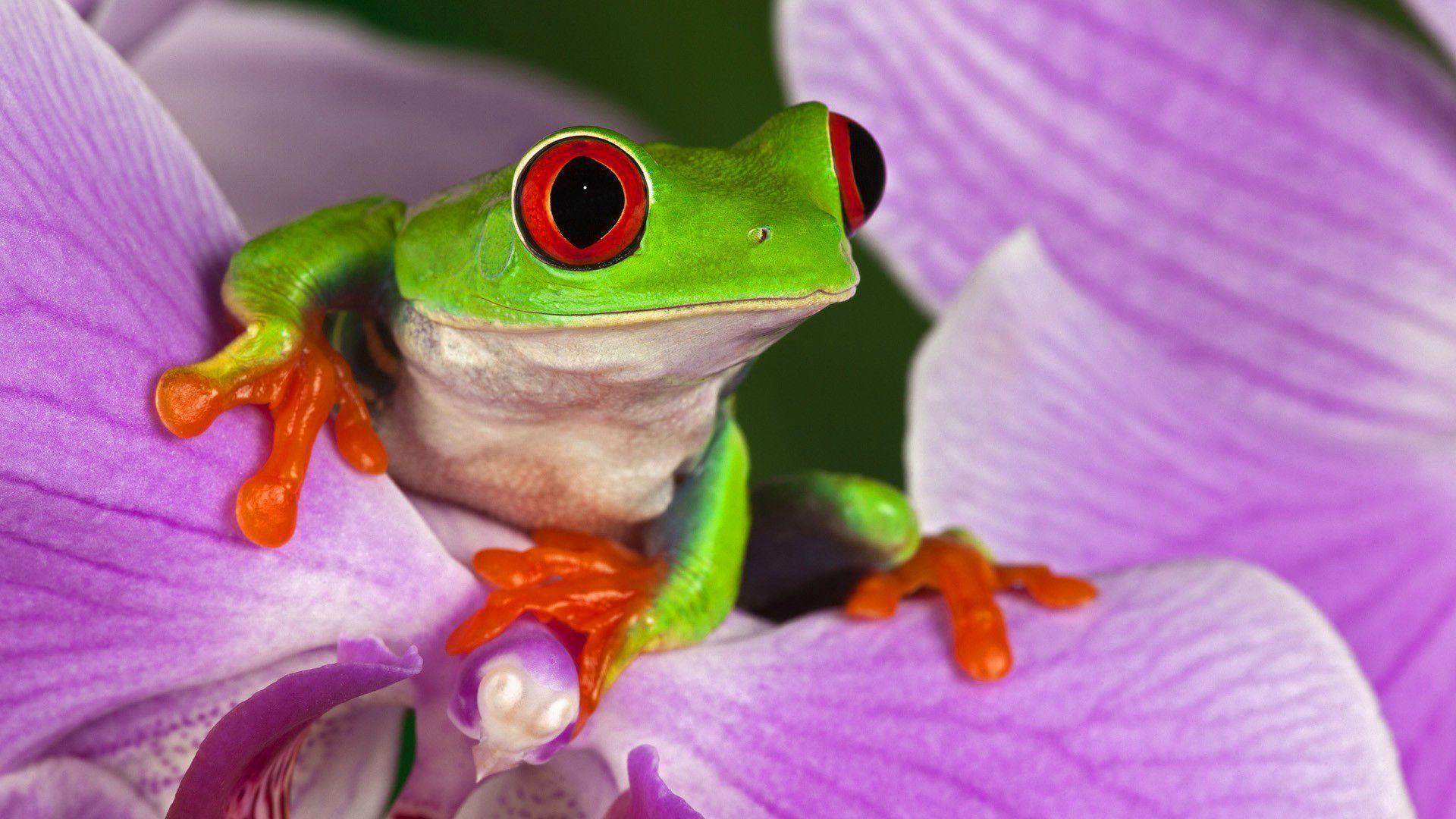 Red Eyed Tree Frog on Purple Flower. Macro Photo and Wallpaper