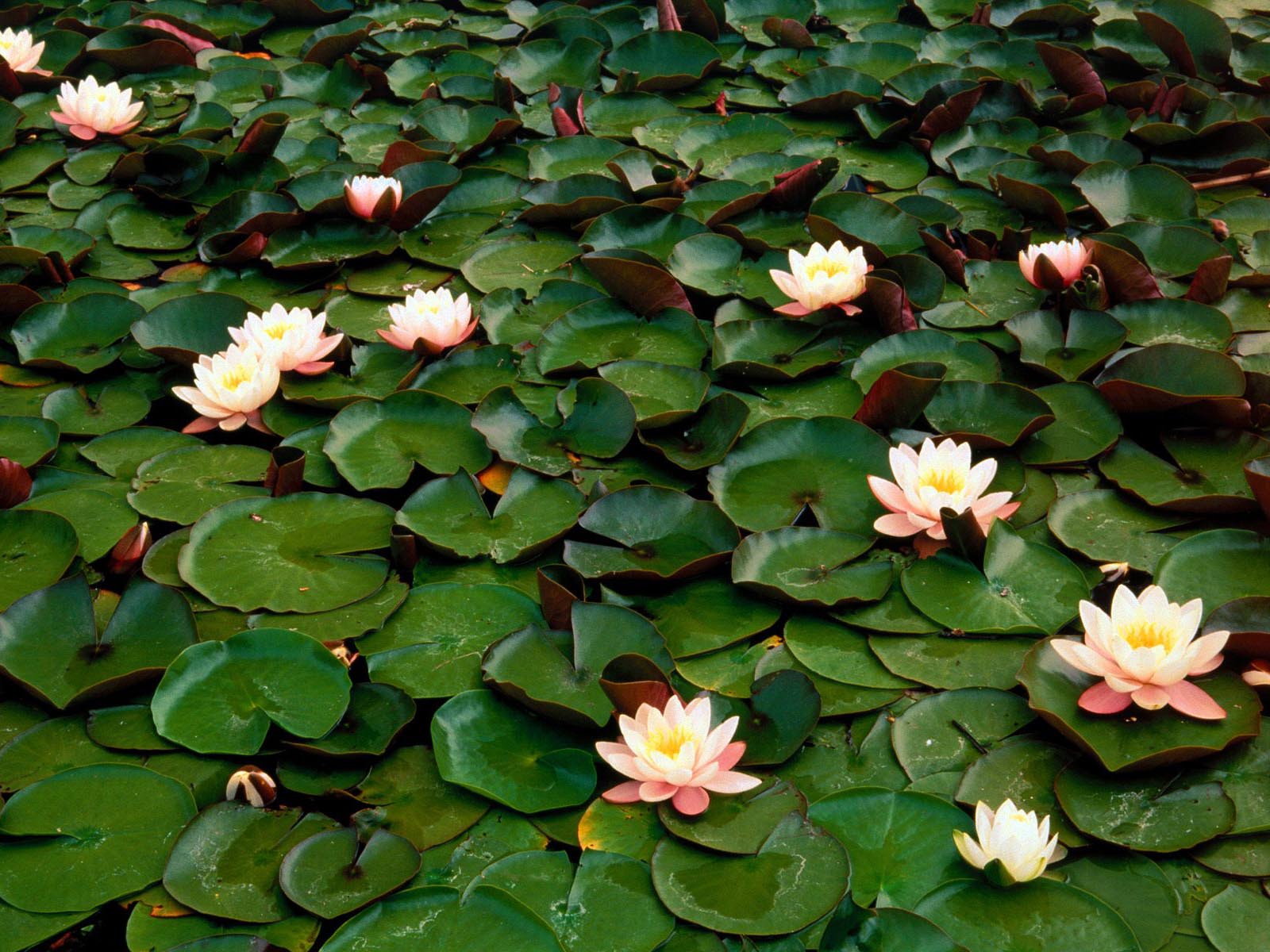 Water Lilies Wallpapers - Wallpaper Cave