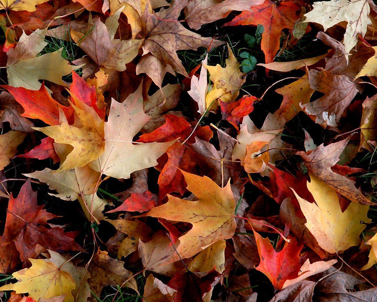 Free Autumn Desktop Wallpaper