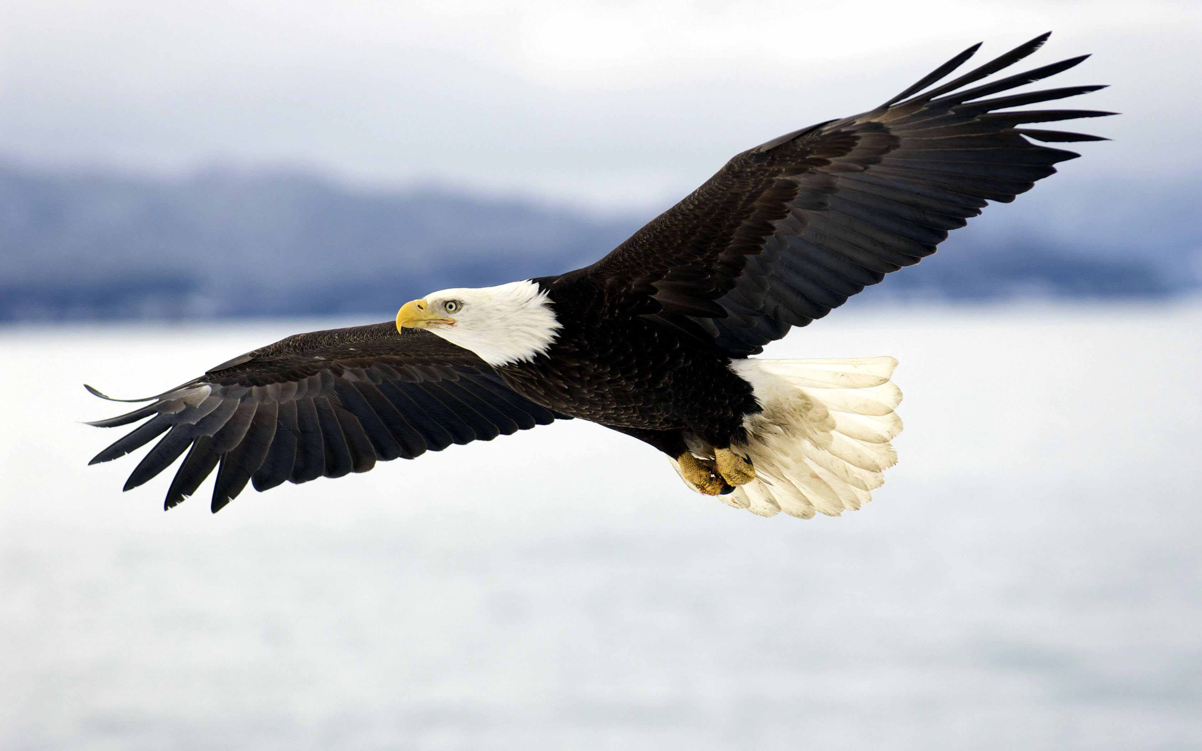 Latest Bald Eagle In Flight HD Wallpaper Free Download. HD Free