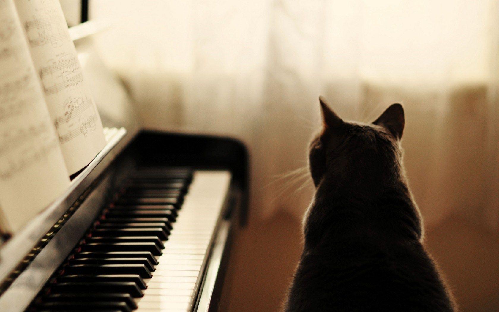 Cat Piano Music HD Wallpaper Desktop Background Free