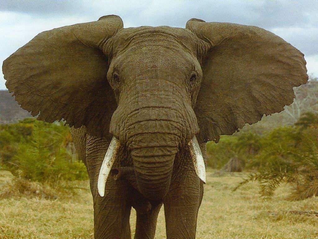 Free Download African Elephant Image