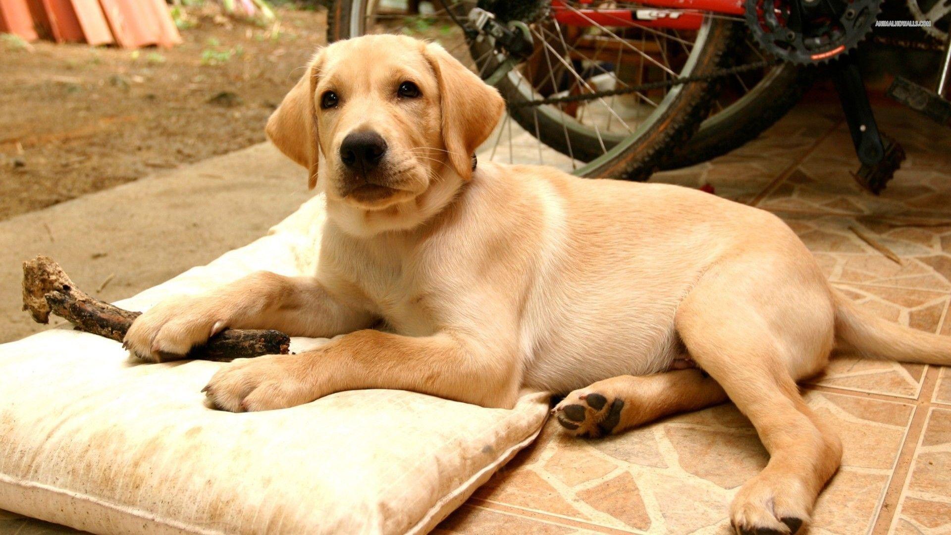 Yellow Lab Wallpapers - Wallpaper Cave