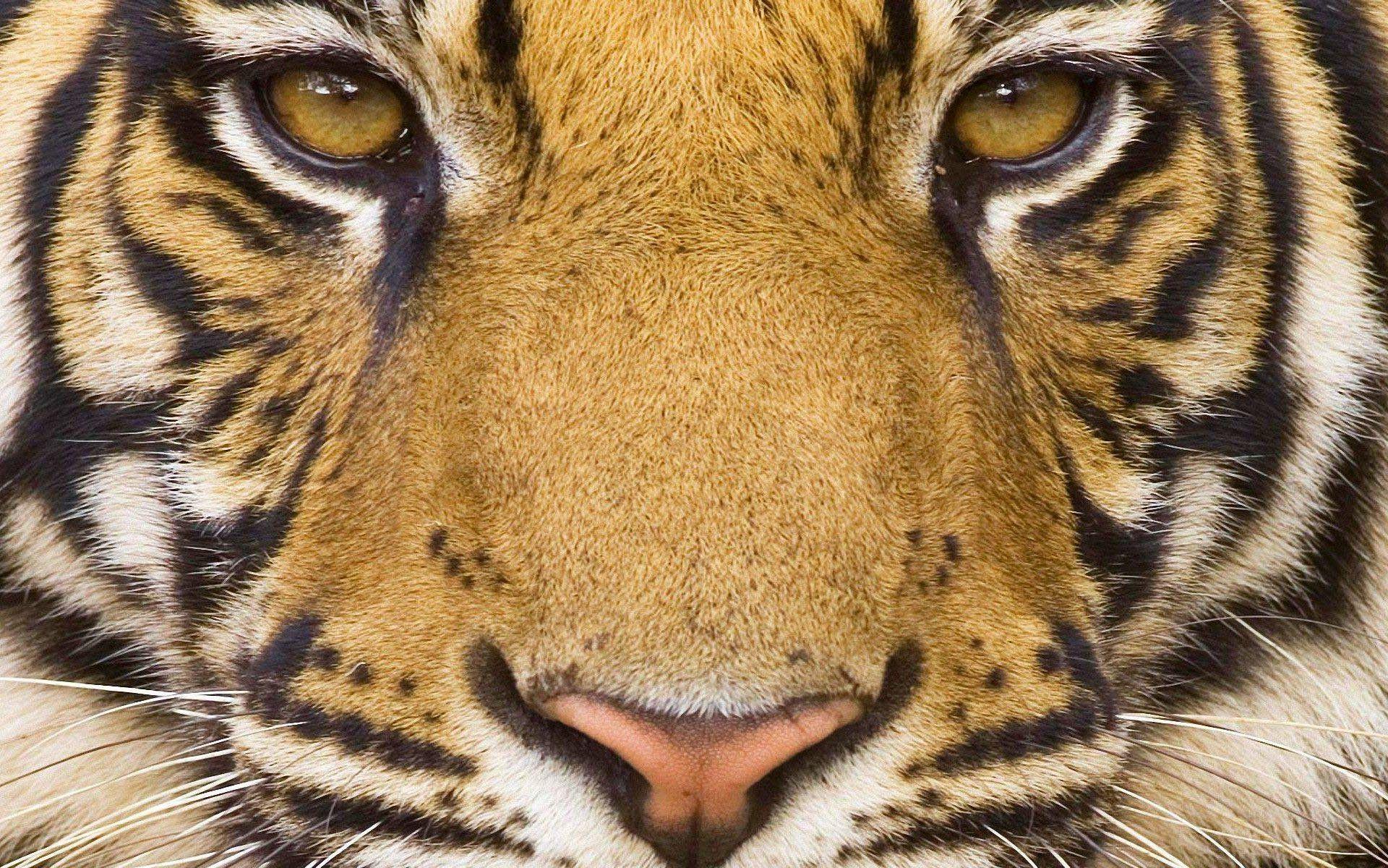 Wallpaper For > Tiger Face Wallpaper