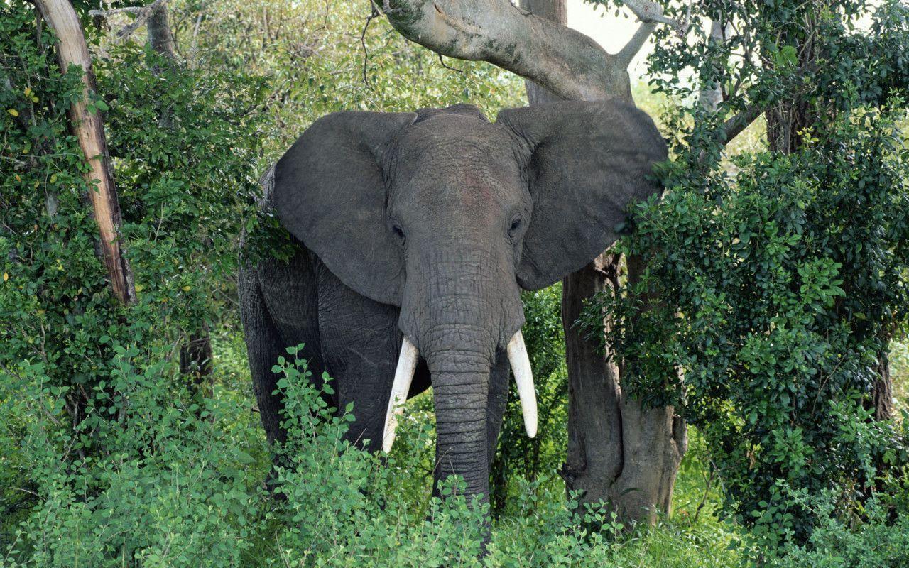 African Elephant Background 1 HD Wallpaper. lzamgs