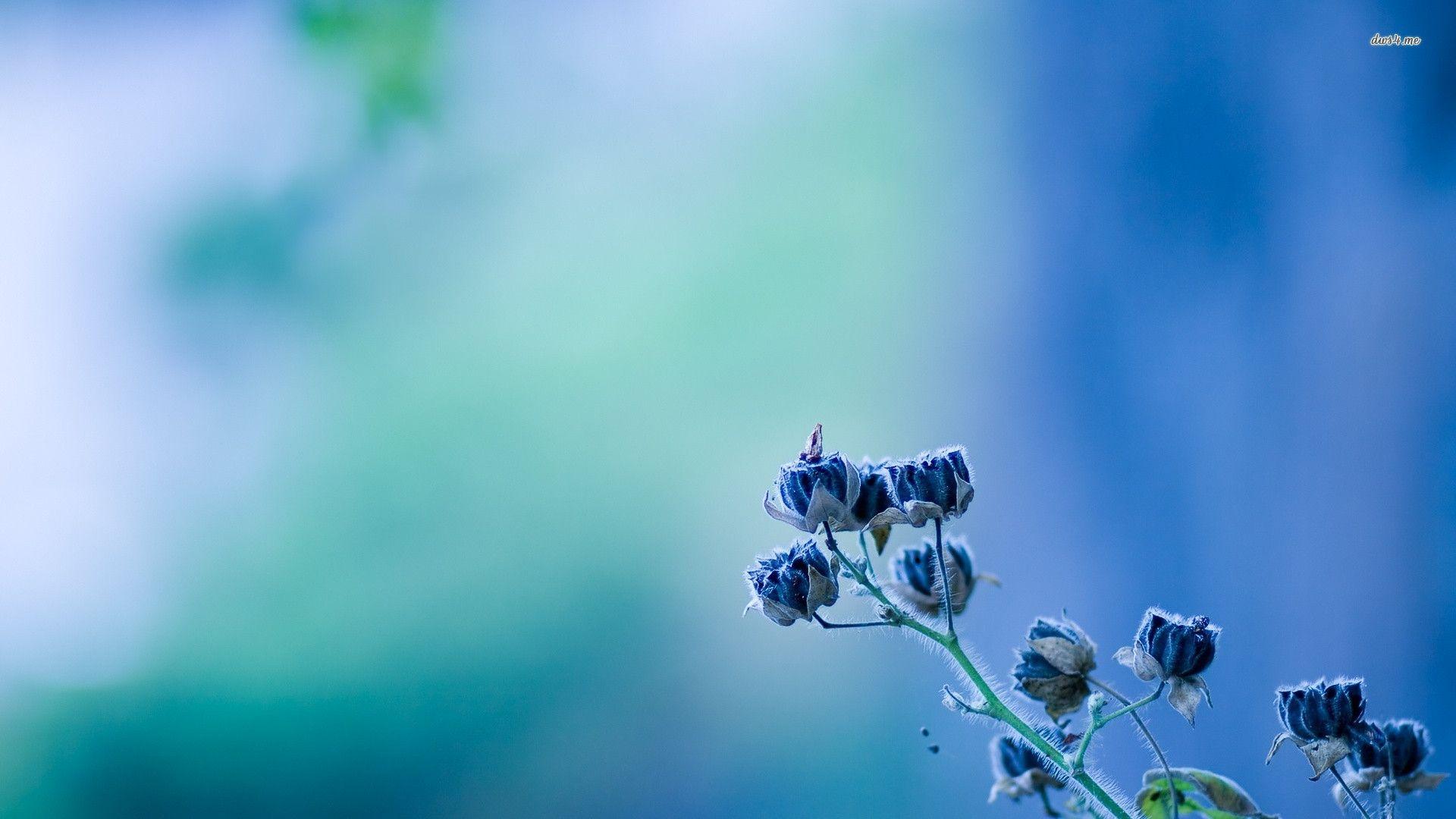 Flowers For > Blue Flower Wallpaper HD