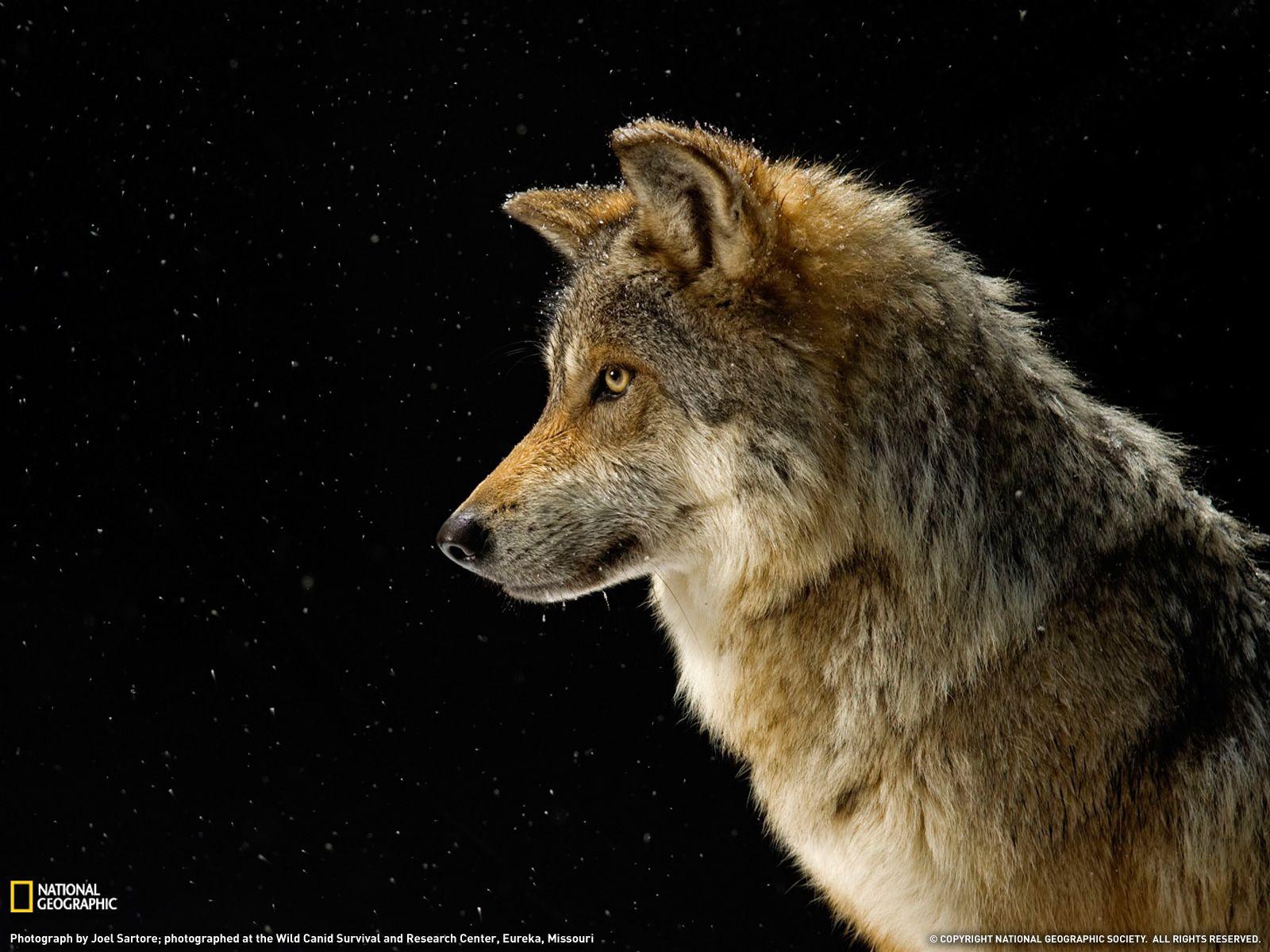 Mexican Gray Wolf Picture, Wallpaper Geographic Photo