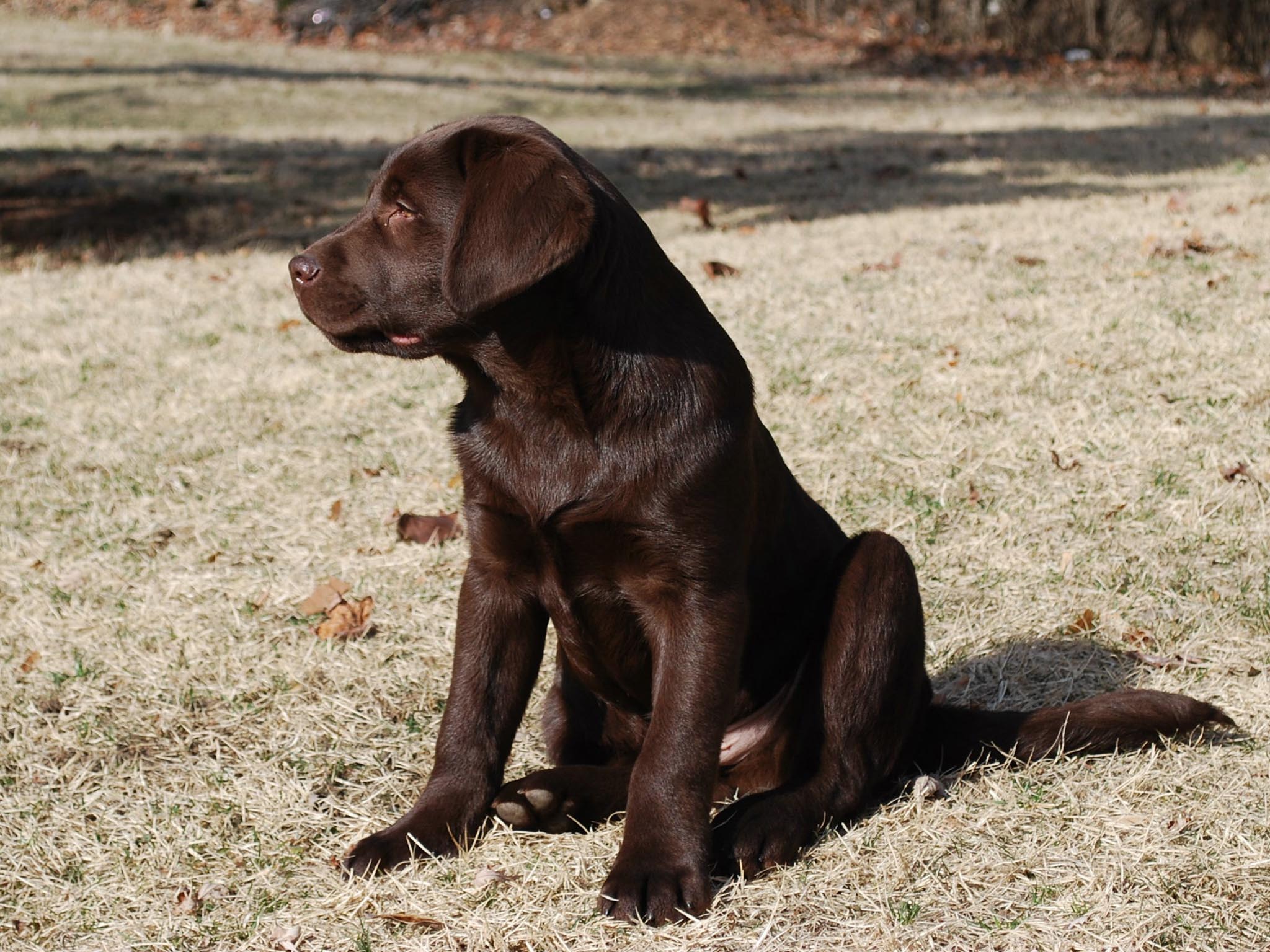 Chocolate Lab Wallpapers - Wallpaper Cave