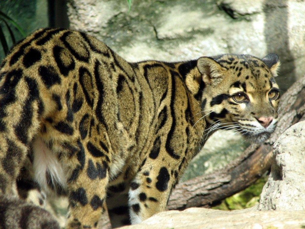 clouded leopard 2 wallpaper Search Engine