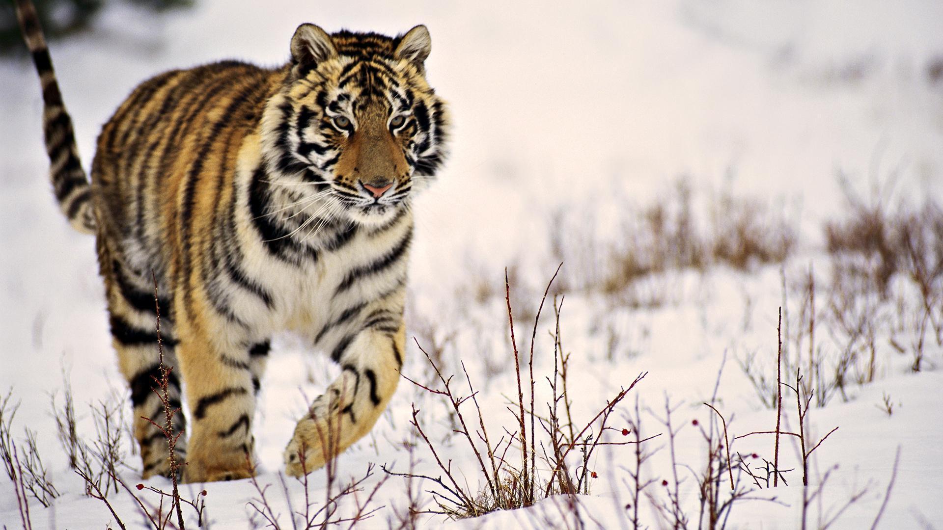 Siberian Tiger Walking HD Wallpaper