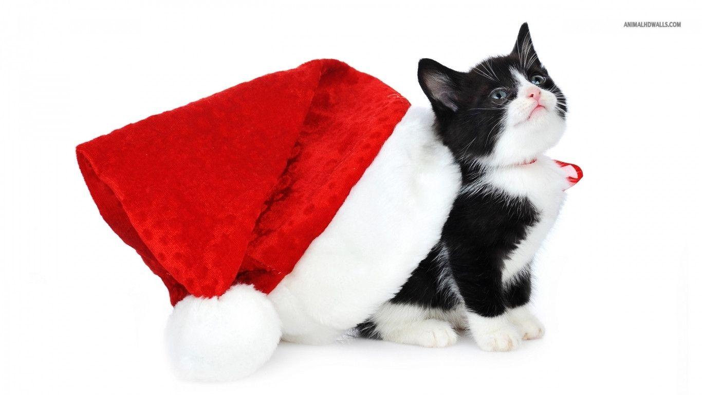 Christmas kitten wallpaper #