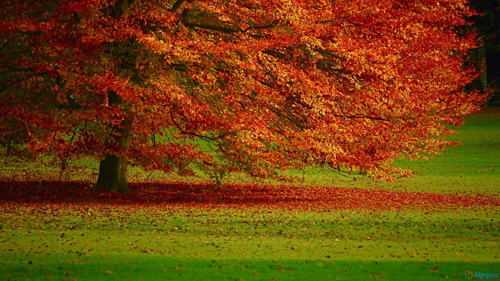 Fall Tree HD Wallpaper