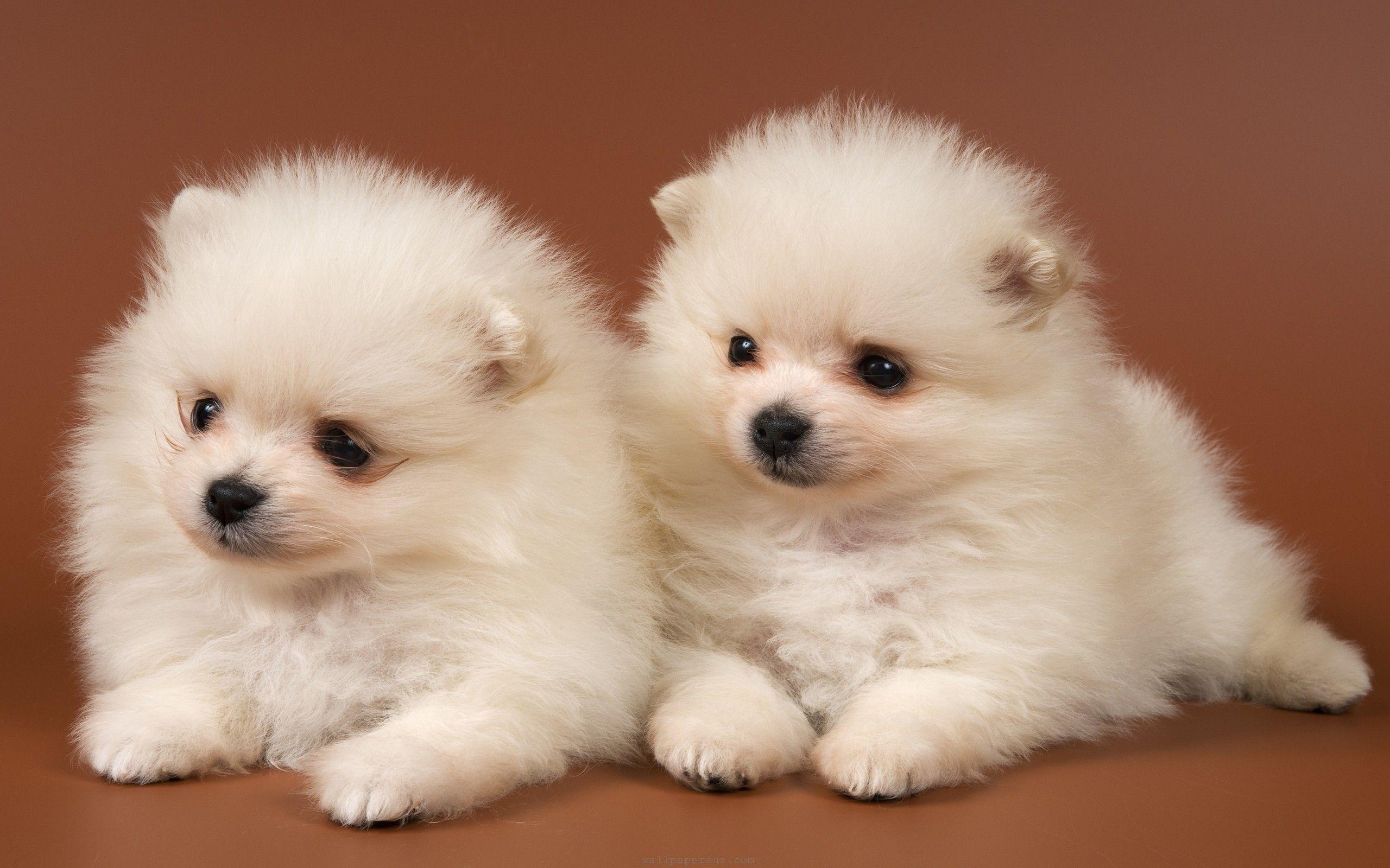 Cute Puppy Dogs Wallpaper Image & Picture