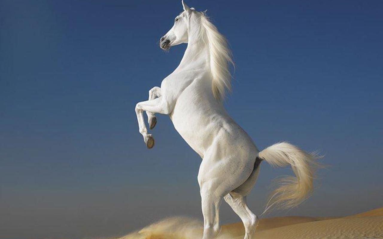 Most Beautiful Horse Picture and Image