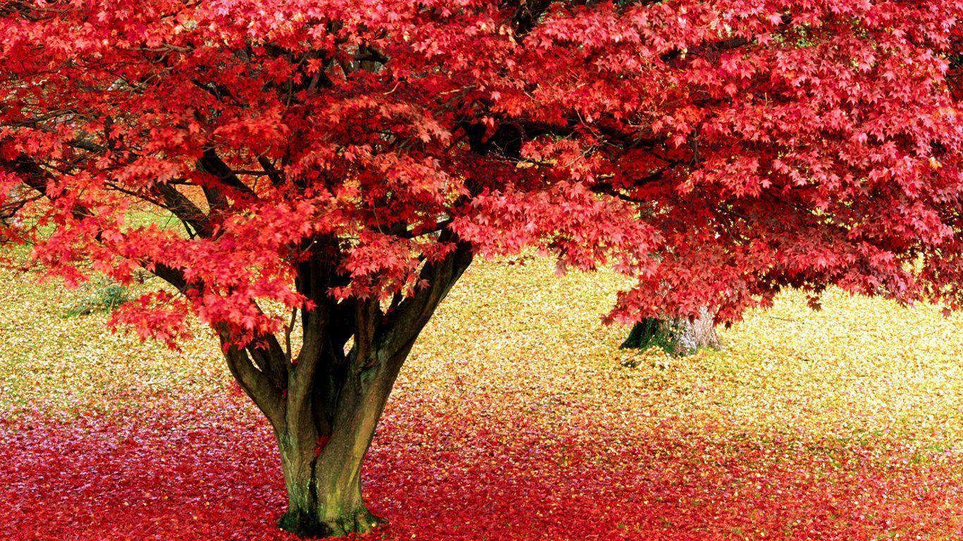 Pix For > Beautiful Tree Wallpaper