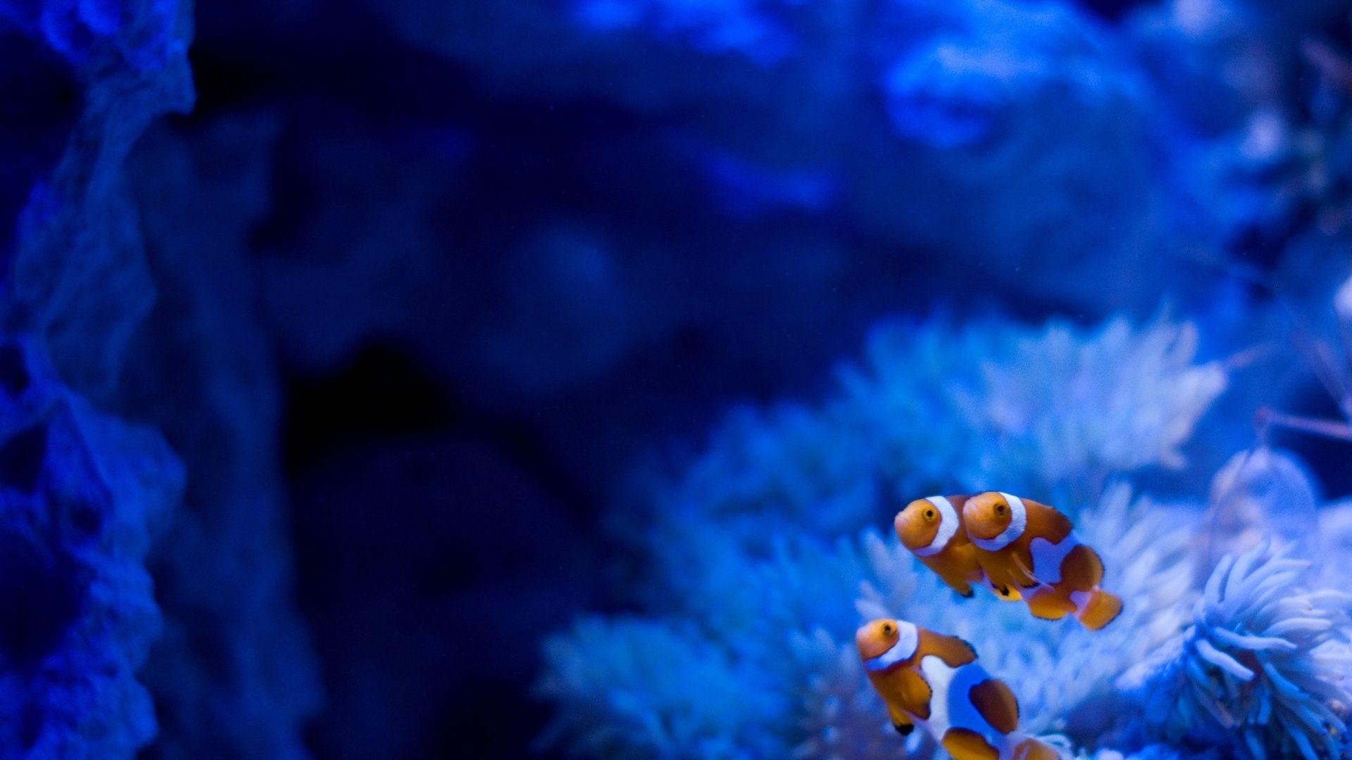 ricky the blue clownfish