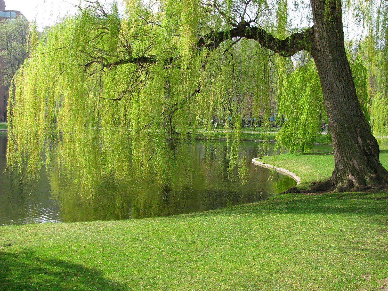 Weeping Willow Tree Water. Sky HD Wallpaper