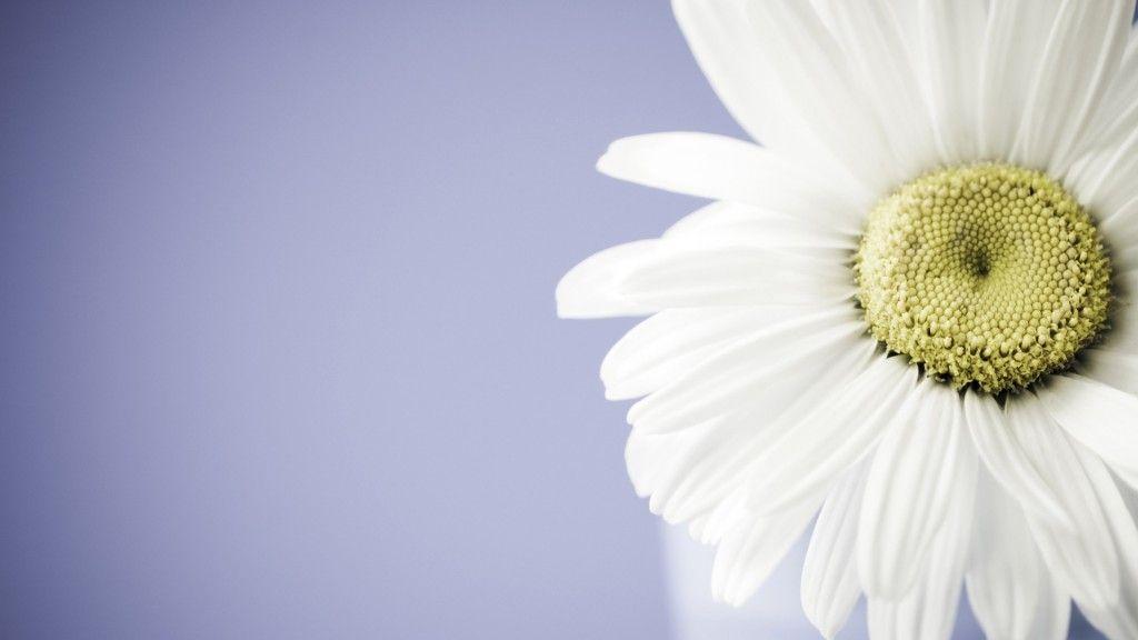 Amazing Daisy Flower Best Desktop Background Free