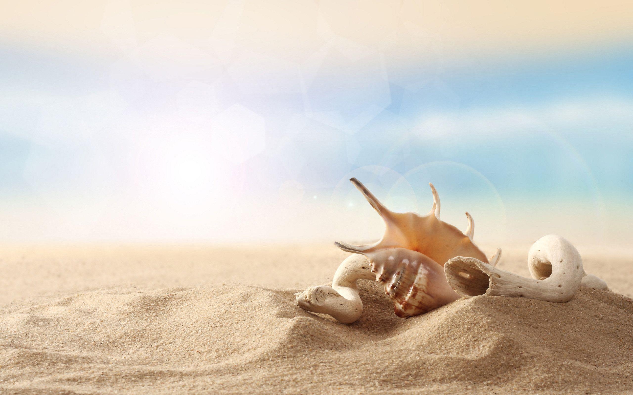 Download Seashell Sand Wallpaper 17111 2560x1600 px High
