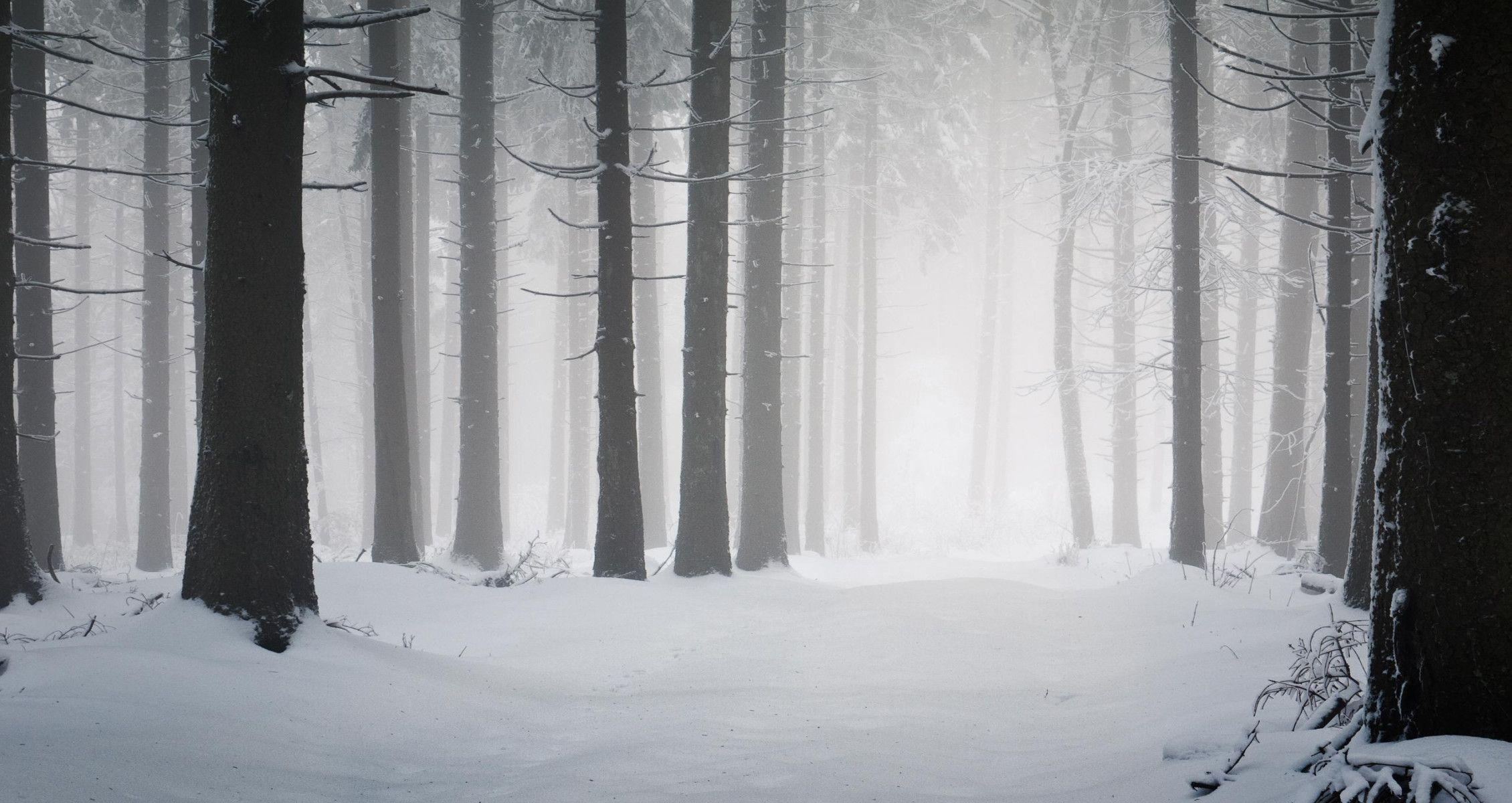 Snowy Forest High Definition Wallpaper