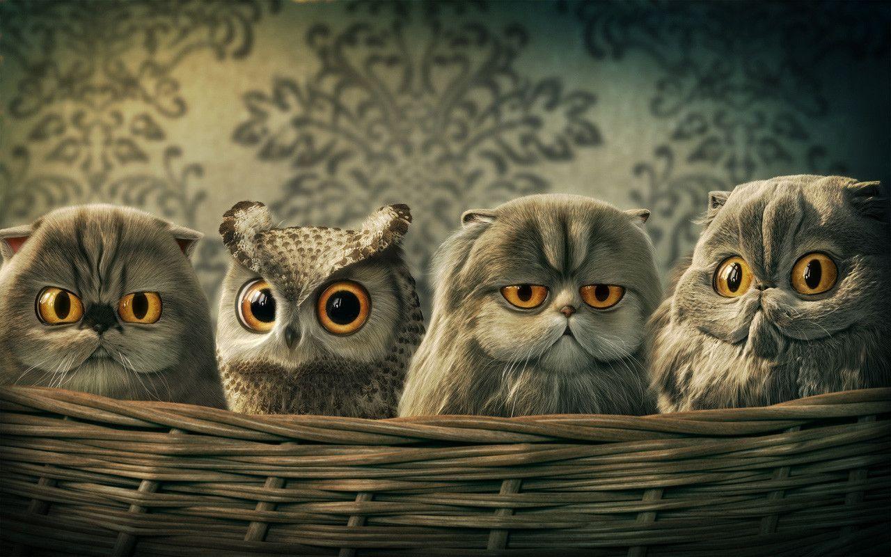 Owl Desktop Wallpapers - Wallpaper Cave