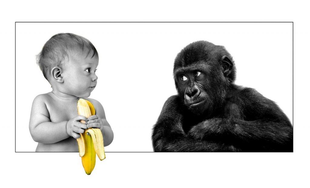 Monkey ask Banana from Baby Free iPad HD Wallpaper