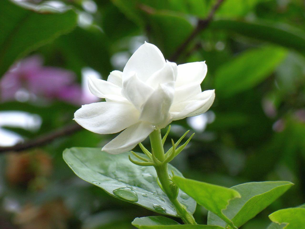 Jasmine Flower Wallpapers - Wallpaper Cave