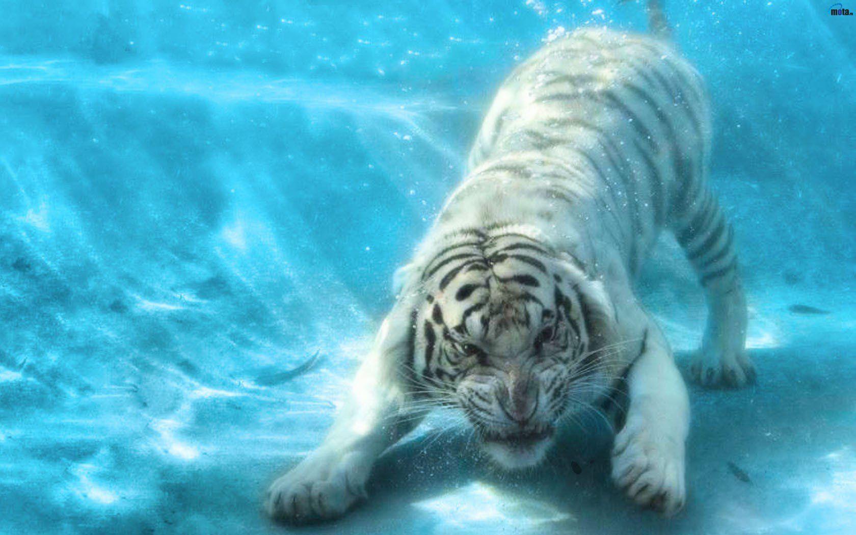 Animals tigers underwater wallpaperx1050