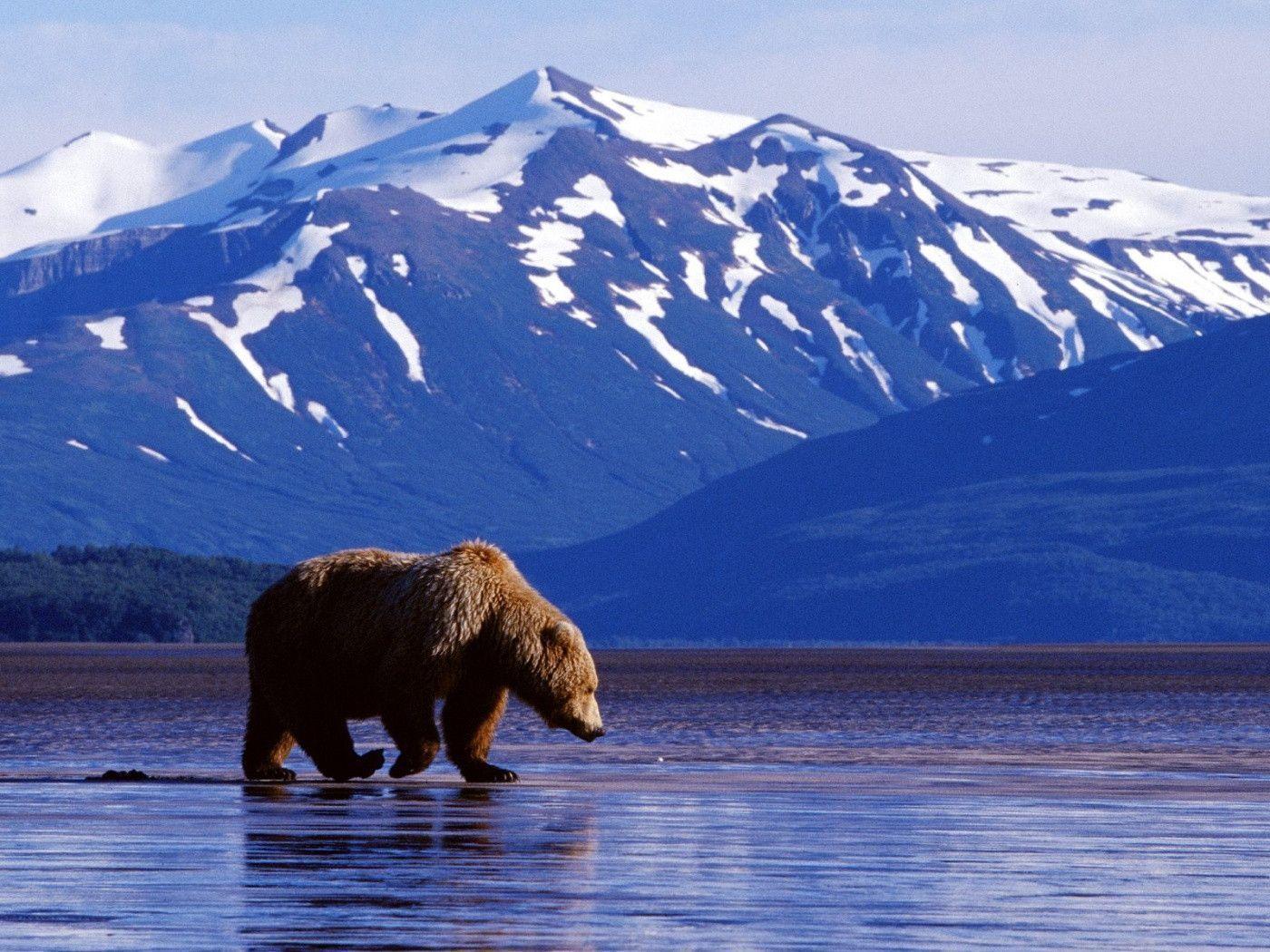 Trolling the Landscape Brown Bear Alaska Wallpaper