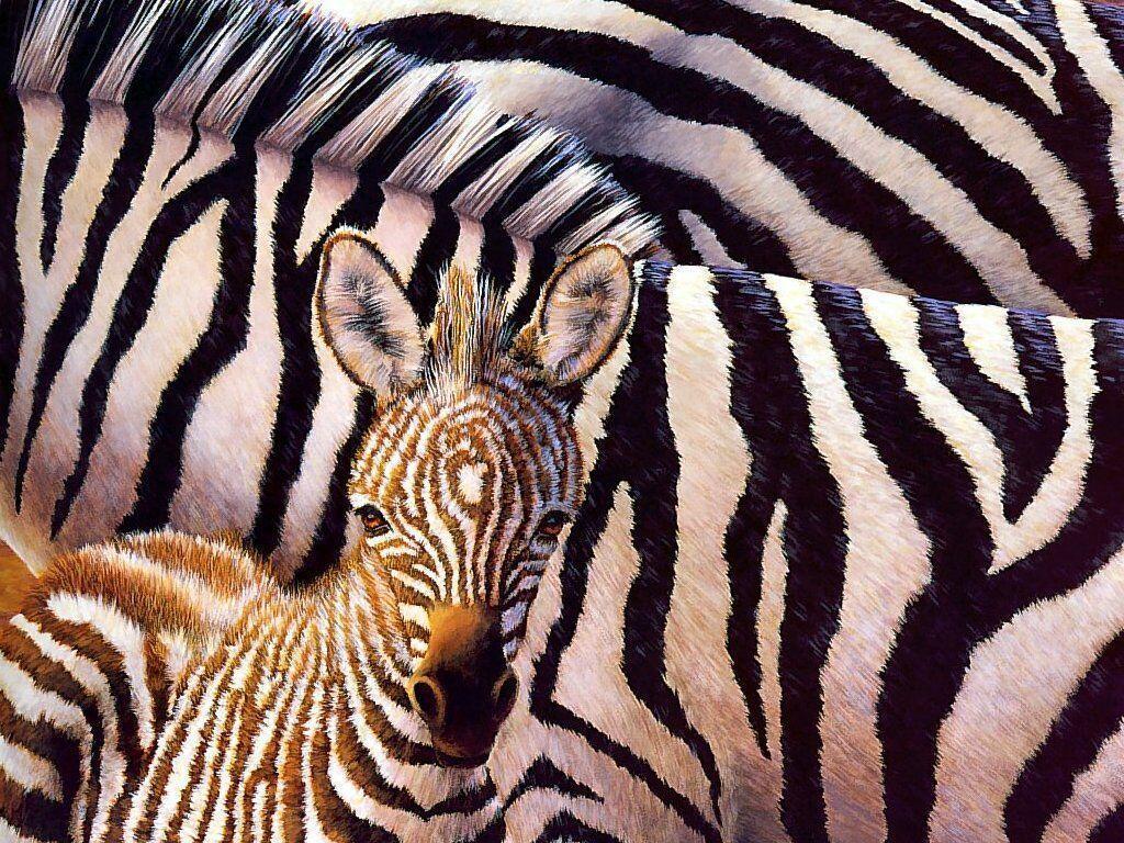 Grants zebra Equus quagga boehmi free desktop background