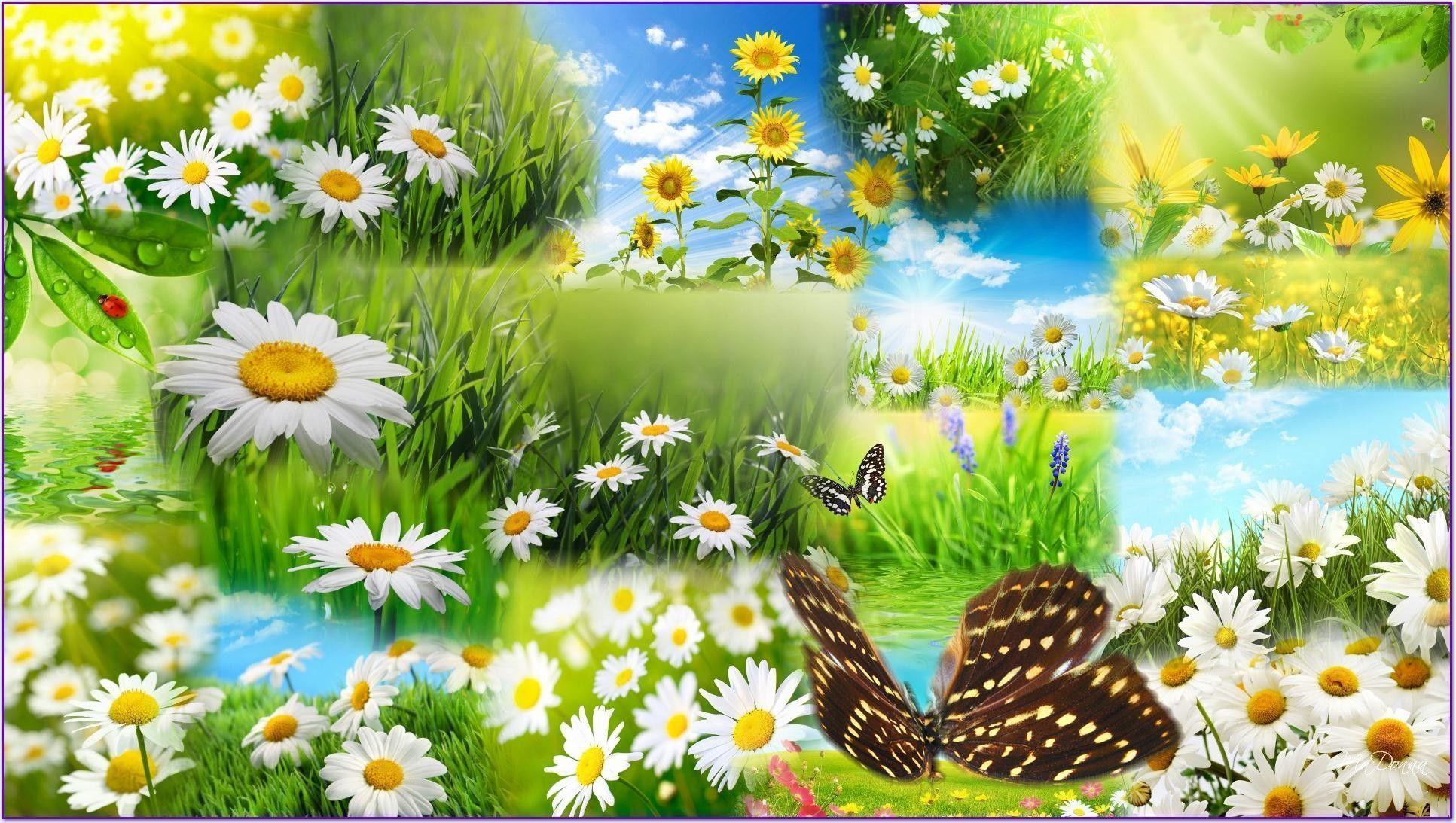 Spring Flowers And Butterflies HD Background Wallpaper 16 HD