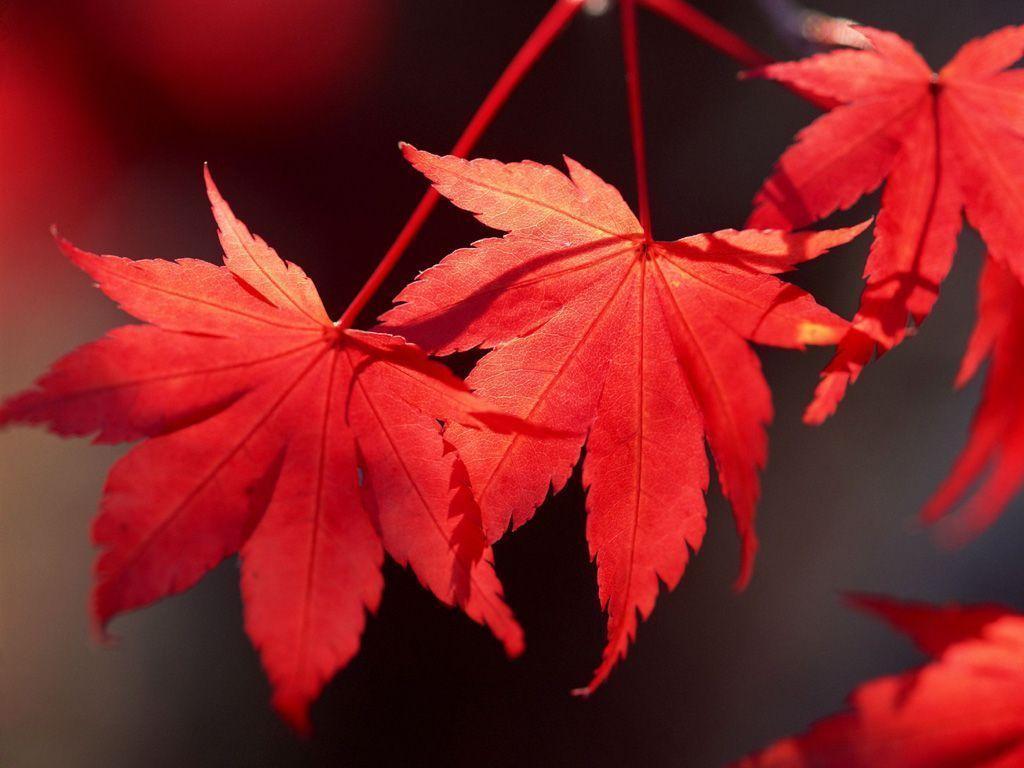 Red Leaves 321 8