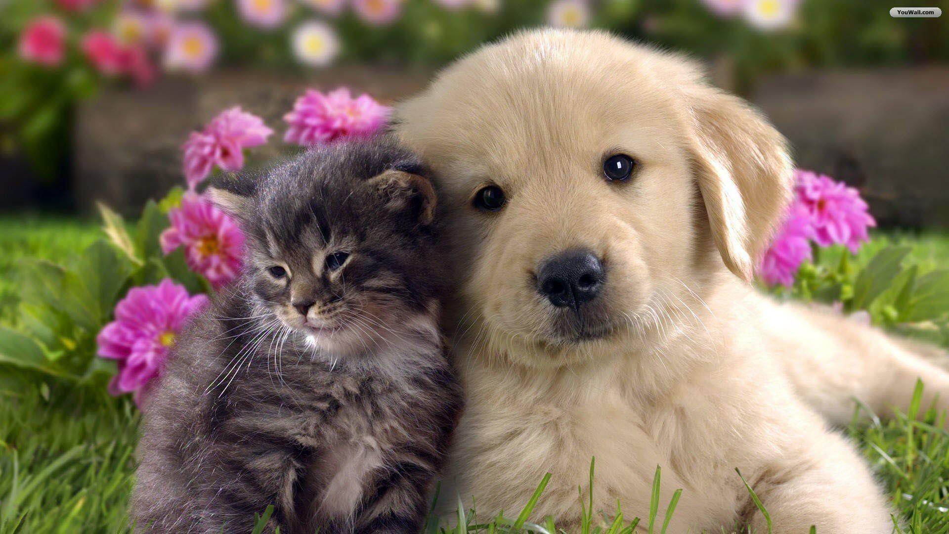 Cat And Dog Wallpaper 90 20852 High Definition Wallpaper